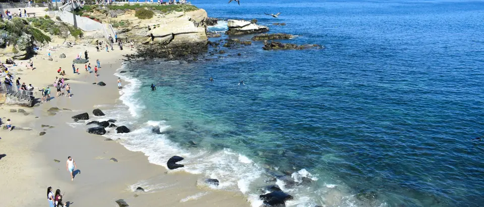 The beach and blue water of La Jolla Cove under palm trees on a sunny day